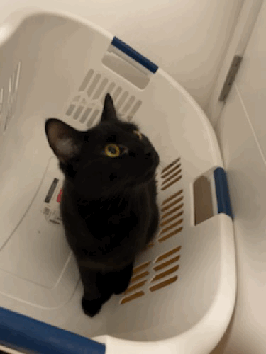 Black cat standing in a laundry basket, meowing